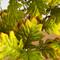 4ft. Pre-Lit Green Autumn Oak Artificial Fall Tree with 150 Warm White LED Lights